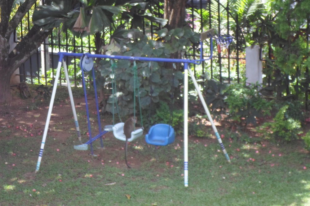 Kandy Green View Bungalow Dış mekan fotoğraf